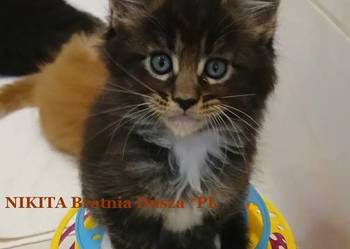 Maine Coon kocurki Warszawa