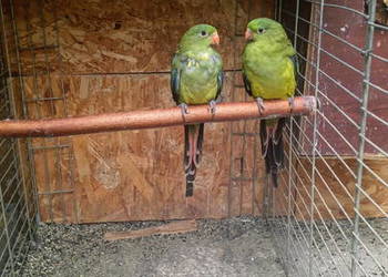 Papugi Bergi para Papugi Bergi para