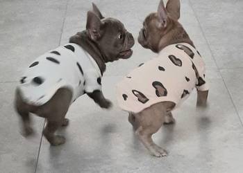 Buldog francuski piesek isabella