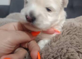 Suczka i rasy West Highland White Terrier.