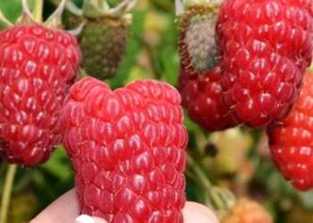 Maliny,różne nowe odmiany,cena od 1 do 2 zł