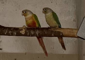 Rudosterka samiec samica