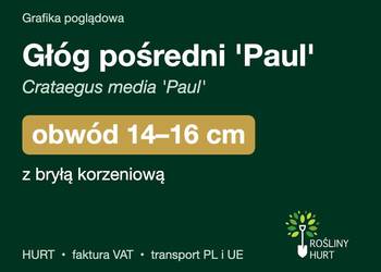 Głóg pośredni 'Paul' (Crataegus media) obwód 14-16 cm, z bryłą – HURT
