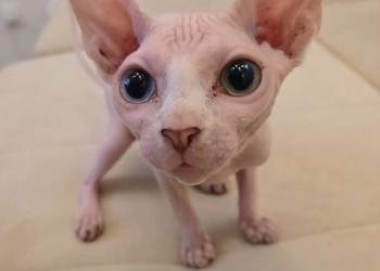 Sfinks kanadyjski z heterochromia