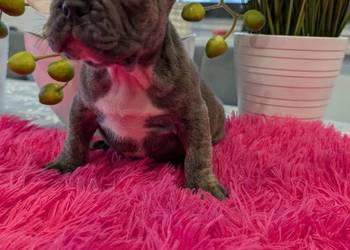 Buldog francuski piesek