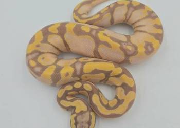 Pyton Królewski samica Pastel Woma Enchi YB Banana