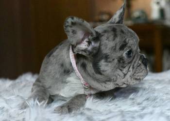 Buldog francuski sunia Gotowa do odbioru BLANKA