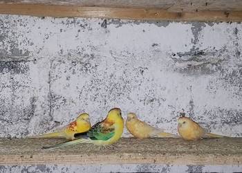 Świergotki i nimfy 2025