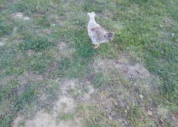 Kogutek czubatek staropolski