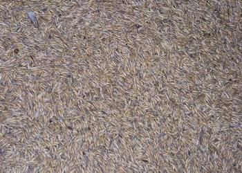 Owies, certyfikat ekologiczny