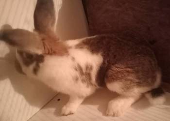 Sprzedam Samca mieszaniec z belgiem