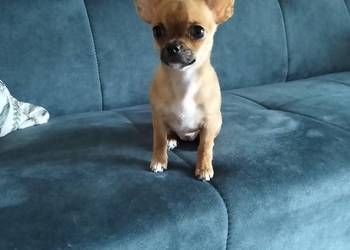 Biszkoptowa chihuahua