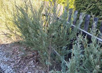 Jałowiec skalny Sky Rocket /Blue Arrow rośliny zimozielone na żywopłot