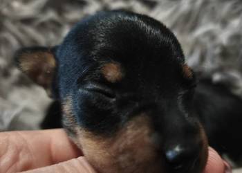 Szczenięta Pinczer Miniaturowy ZKWP fci