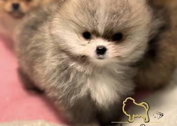 Szpic miniaturowy Pomeranian chłopiec mini XS Szpic miniaturowy Pomeranian chłopiec mini XS