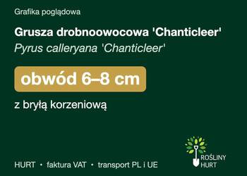 Grusza drobnoowocowa 'Chanticleer' obwód 6-8 cm, z bryłą – HURT