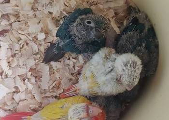 Papugi rudosterki ręcznie karmione