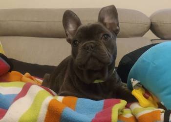 Buldog francuski BLUE niebieski pies piesek rodowód szczeniak