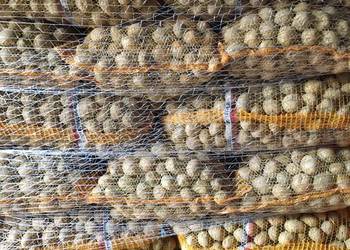 Ziemniaki Soraya w kalibrażu sadzeniakowym 35-50 świ Ziemniaki Soraya w kalibrażu sadzeniakowym 35-50 świ