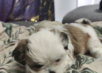 Szczeniaki shih tzu szukają domków