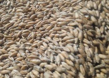 Sprzedam pszenżyto 2025 Sprzedam pszenżyto 2025