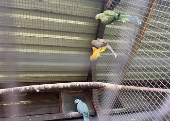 Papugi aleksandretty obrożne