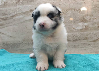 Pies SZOGUN Border Collie rasowy z hodowli z dokumentami do rezerwacji