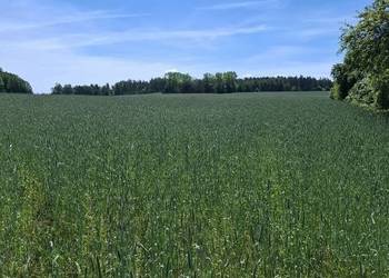 Sprzedam ziemię rolną