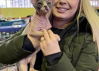 Płatna Adopcja! • Dostępne 3 koty i 2 kocurki do 1,5 do 4l W-wa & Sosnowiec