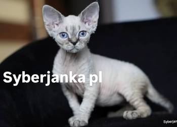 kocięta devon rex