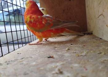 Sprzedam papugi faliste