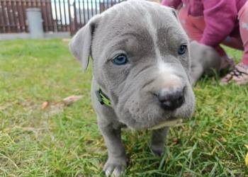 American PitBull Terrier