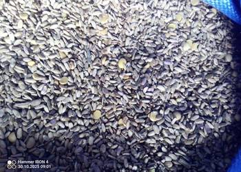 Ostropest nasiona sprzedam