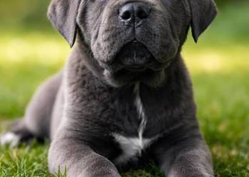 Cane Corso – szczenięta | ur. 05.02.2026 | po rodzicach z rodowodami