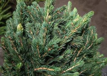 Świerk srebrny 15 cm 25 cm Choinki sadzonki