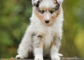 Owczarek szetlandzki sheltie śliczne blue merle
