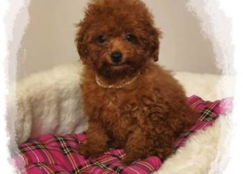 Pudel Toy,pudelek red śliczna suczka