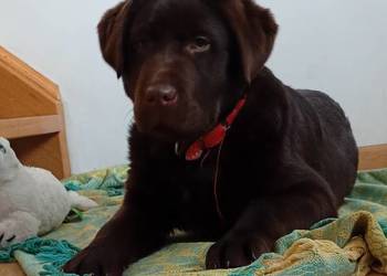Labrador Retriever suczka