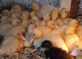 Kaczki pekin dworka mukard ruańskie