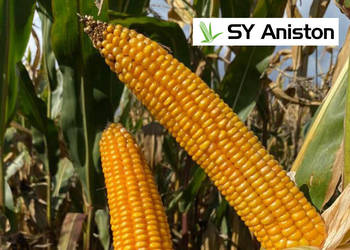 Nasiona kukurydza SY Aniston FAO 250 na kiszonkę/ ziarno + Korit na ptaki