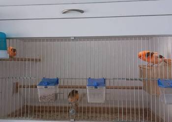 Kanarki młode i dorosłe