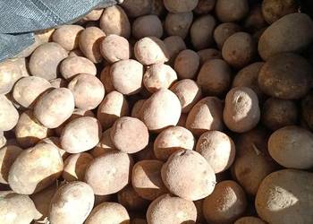 Ziemniaki Tajfun 50+ i Amado paszowe Ziemniaki Tajfun 50+ i Amado paszowe