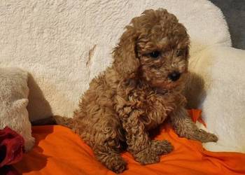 Pudle toy szczenieta