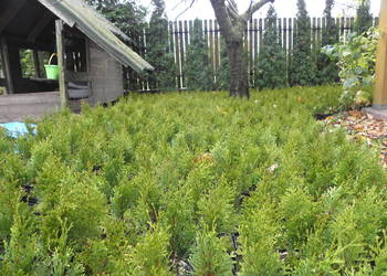 Tuja Thuja szmaragd 20-30 cm od prod. Warszawa 2,50 zł/szt.