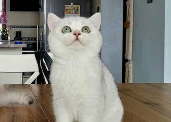 srebrne pointy kocięta brytyjskie