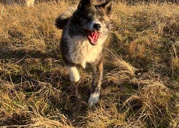 Ostatnia Japońska Akita Inu Okazja!