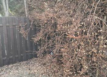 Odświeżanie  ogrodów po zimie