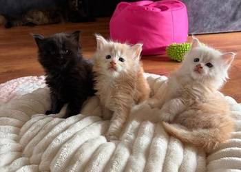 Sprzedam 2 kocurki rasy maine coon.