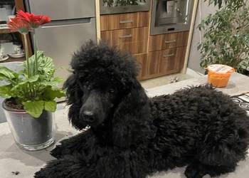 Pudel miniaturowy piesek