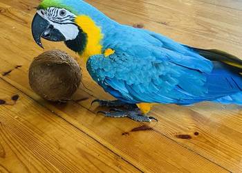 Ara ararauna oswojona z klatką